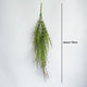 klimplantgroen